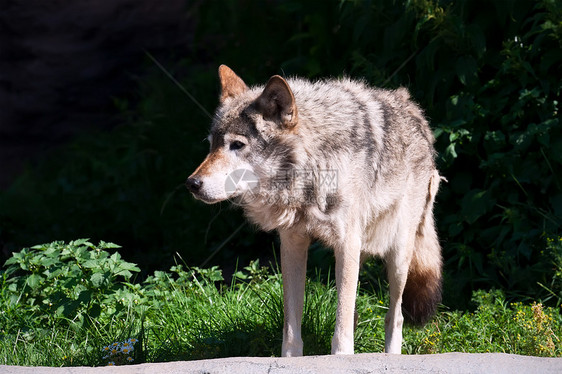 狼猎人狼疮毛皮犬类荒野捕食者危险食肉哺乳动物野生动物图片
