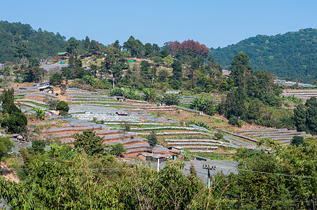 白菜在泰河边游荡环境植物收成生长场地农场绿色图片