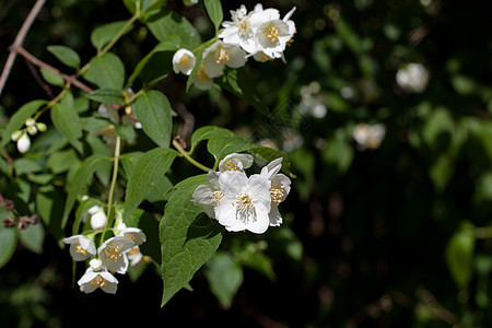 绿叶和白花茉莉花公园植物群黄色水平植被茉莉晴天植物衬套图片