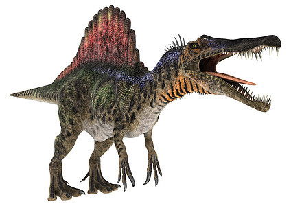 恐龙脊柱词库动物博物馆怪物古生物学生物多刺时代牙齿皮肤白色图片