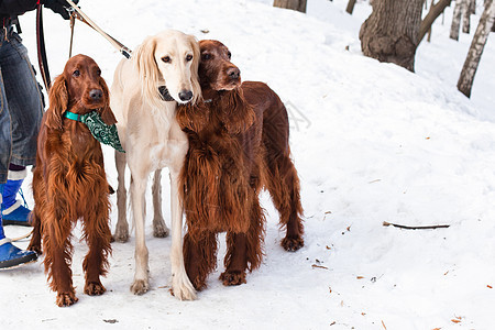 三只站立的狗二传手黑色食肉白色宠物动物棕色水平姿势图片