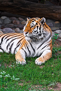 老虎动物园条纹荒野野生动物猫科动物猎人侵略动物愤怒危险图片