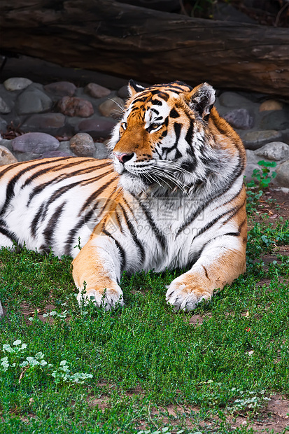 老虎动物园条纹荒野野生动物猫科动物猎人侵略动物愤怒危险图片