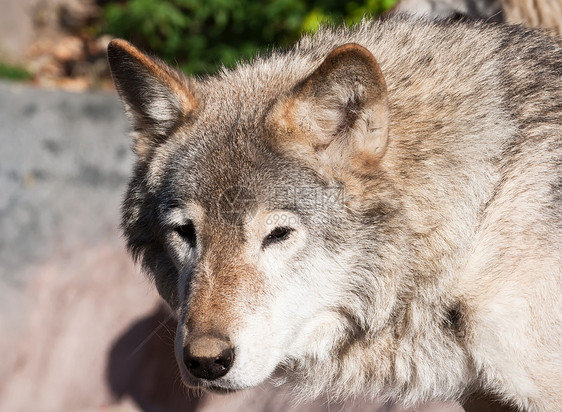 狼捕食者犬类狼疮食肉哺乳动物动物危险荒野毛皮猎人图片