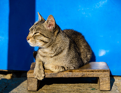 猫在太阳中烘烤睡眠脚凳条纹短发捕食者猫咪猎人猫科成人哺乳动物图片