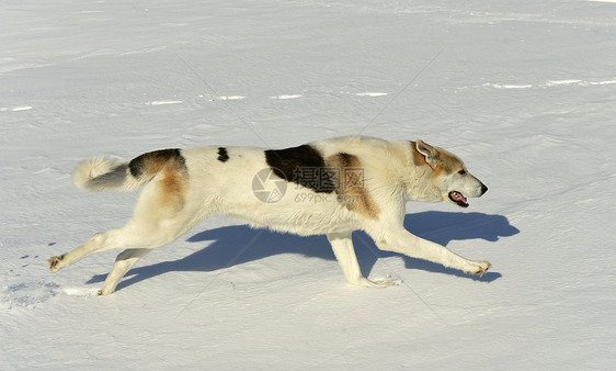 正在运行的狗狗宠物女性成人森林运动国家犬类动物哺乳动物跑步图片