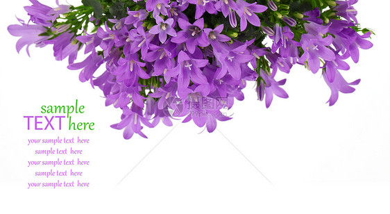 白色背景的蓝甘露花花宏观绿色花束紫色正位植物装饰风格花园盆栽图片