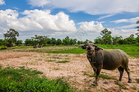 泰国水牛工作动物野生动物黑色农场文化喇叭肌肉收成哺乳动物图片