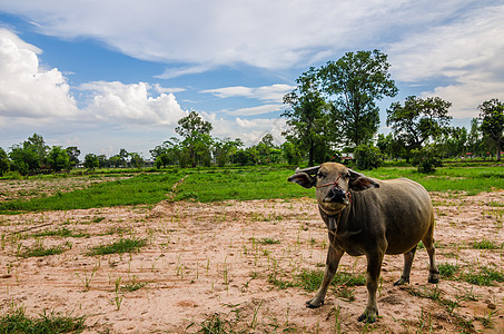 泰国水牛野生动物黑色农场工作收成喇叭肌肉动物文化哺乳动物图片