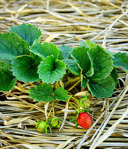 农场的草莓植物园艺季节生长稻草食物叶子甜点种植园农村农业图片