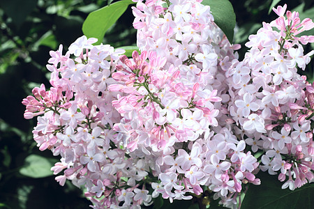 粉粉花植物群叶子植物花园绿色粉色紫色季节衬套图片