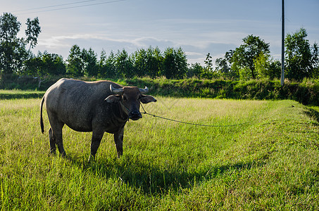 泰国水牛野生动物工作收成哺乳动物文化农场喇叭肌肉黑色动物图片