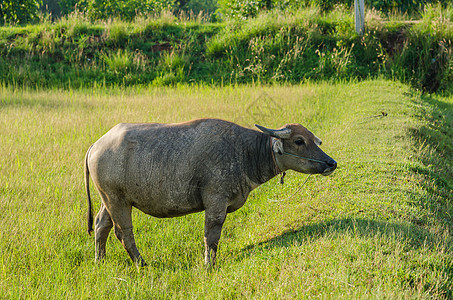 泰国水牛工作动物哺乳动物肌肉农场野生动物文化喇叭黑色收成图片