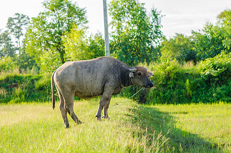 泰国水牛文化收成农场工作喇叭动物黑色哺乳动物肌肉野生动物图片