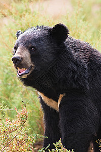 亚洲黑熊肖像大熊猫动物野生动物图片