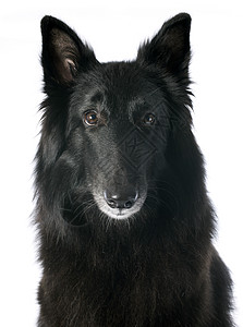 格农恩德尔黑色动物牧羊人牧羊犬宠物犬类工作室图片