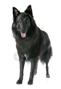 格农恩德尔牧羊人宠物动物黑色犬类牧羊犬工作室图片
