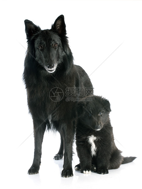 小狗和成年的greenendael成人宠物女性母亲犬类牧羊犬动物工作室黑色牧羊人图片