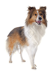 谢特兰狗白色工作室牧羊犬宠物动物棕色犬类图片