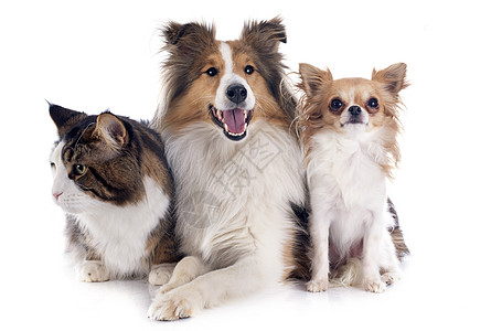 狗和猫朋友们白色三色动物棕色宠物工作室犬类牧羊犬友谊图片