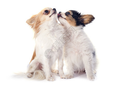 帕皮隆小狗和吉娃娃宠物友谊长发动物工作室犬类朋友们三色成人图片
