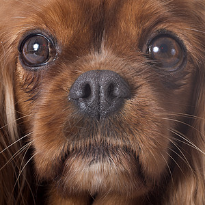 骑兵骑士王查尔斯工作室犬类小狗女性动物红宝石成人棕色猎犬宠物图片
