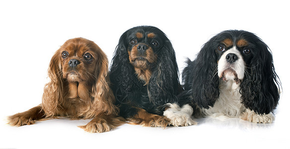 3个骑兵国王查尔斯犬类男性宠物棕色小狗工作室红宝石成人猎犬黑色图片