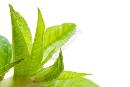 春天树枝生长植物群植物生活绿色枝条花园植物学季节白色图片