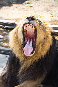 狮子鬃毛动物哺乳动物猎人猫科捕食者黄色荒野国王男性图片