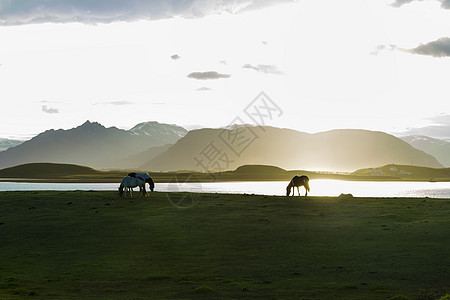 冰岛骑马对抗夏夜风景水平土地宠物绿色生活观光荒野野生动物场地草地图片