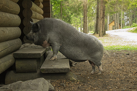 猪在门前图片