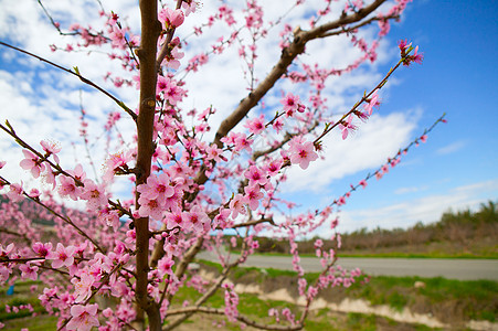 山的春杏树花晴天植物群蓝色公园花园天空草地杏仁太阳植物图片