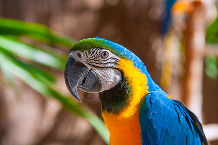 蓝色鹦鹉肖像和黄颈丛林脖子动物羽毛环境野生动物金刚鹦鹉宠物荒野热带图片