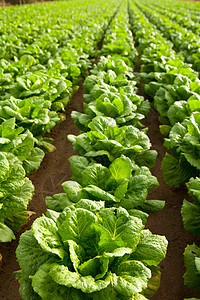 在巴伦西亚的波音连续排线场地生产卫生生长农场花园蔬菜季节饮食国家图片