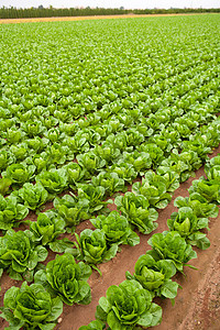 在西班牙巴伦西亚一连串地段叶子收成食物饮食蔬菜生产营养农场文化卫生图片