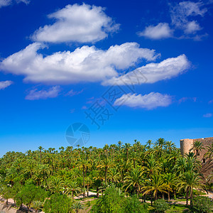 有很多棕榈树精灵场景蓝色植物天空树干树木园艺旅游公园图片