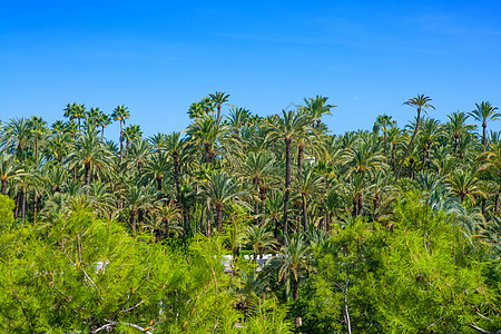 有很多棕榈树旅行精灵园艺热带花园棕榈公园旅游季节天空图片