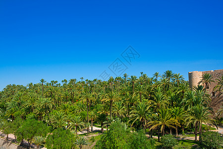 有很多棕榈树花园树木棕榈地标旅行蓝色场景旅游树干植物图片