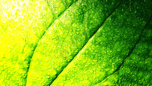 绿叶叶植物静脉植物学植物群花园绿色植物生活季节生物学活力图片