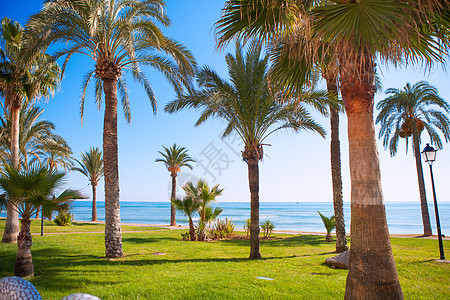 Castellon棕榈树花园的花园海洋地标沿海旅游植物群景点假期支撑装饰图片