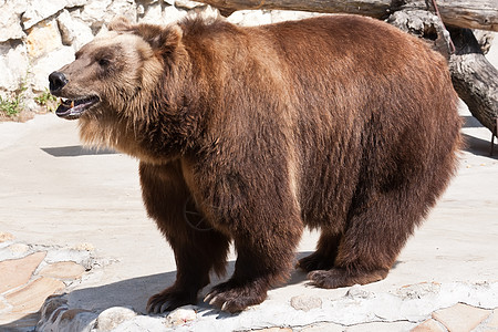 熊动物爪子荒野哺乳动物牙齿男性动物园危险野生动物力量图片