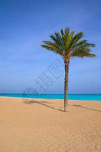 别墅的地中海棕榈树图片