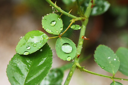 叶子上的露露生活宏观生长飞沫雨滴反射气泡框架草本植物花园图片