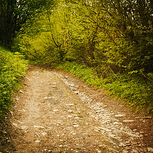 森林路径人行道木头晴天公园季节阳光绿色环境小路乡村图片