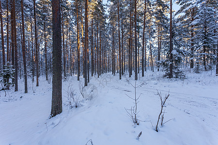 冬季森林 道路铺满了雪雪季节天气雪花公园新年荒野花园横线木头美丽图片