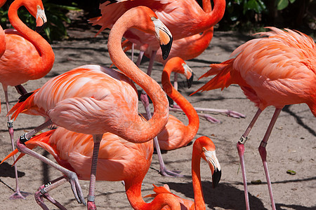 动物园中的粉红火烈鸟鸟舍羽毛沼泽地异国翅膀公园野生动物橙子生活团体图片