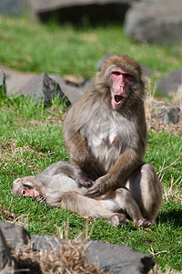 母亲和婴儿马卡克雪猴野生动物旅游灵长类动物温泉石头头发荒野毛皮哺乳动物图片