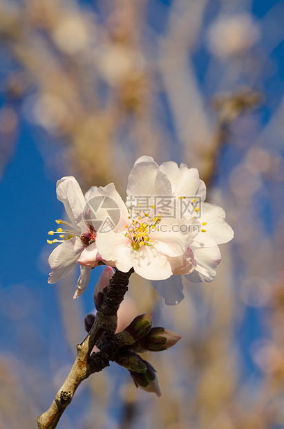 杏仁树花花花瓣植物群分支机构季节季节性白色图片