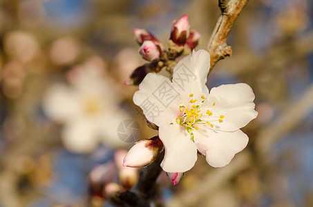 杏仁树花花植物群季节性水平季节白色分支机构花瓣图片
