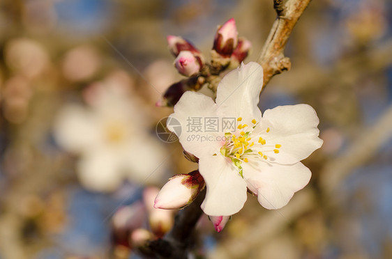 杏仁树花花植物群季节性水平季节白色分支机构花瓣图片